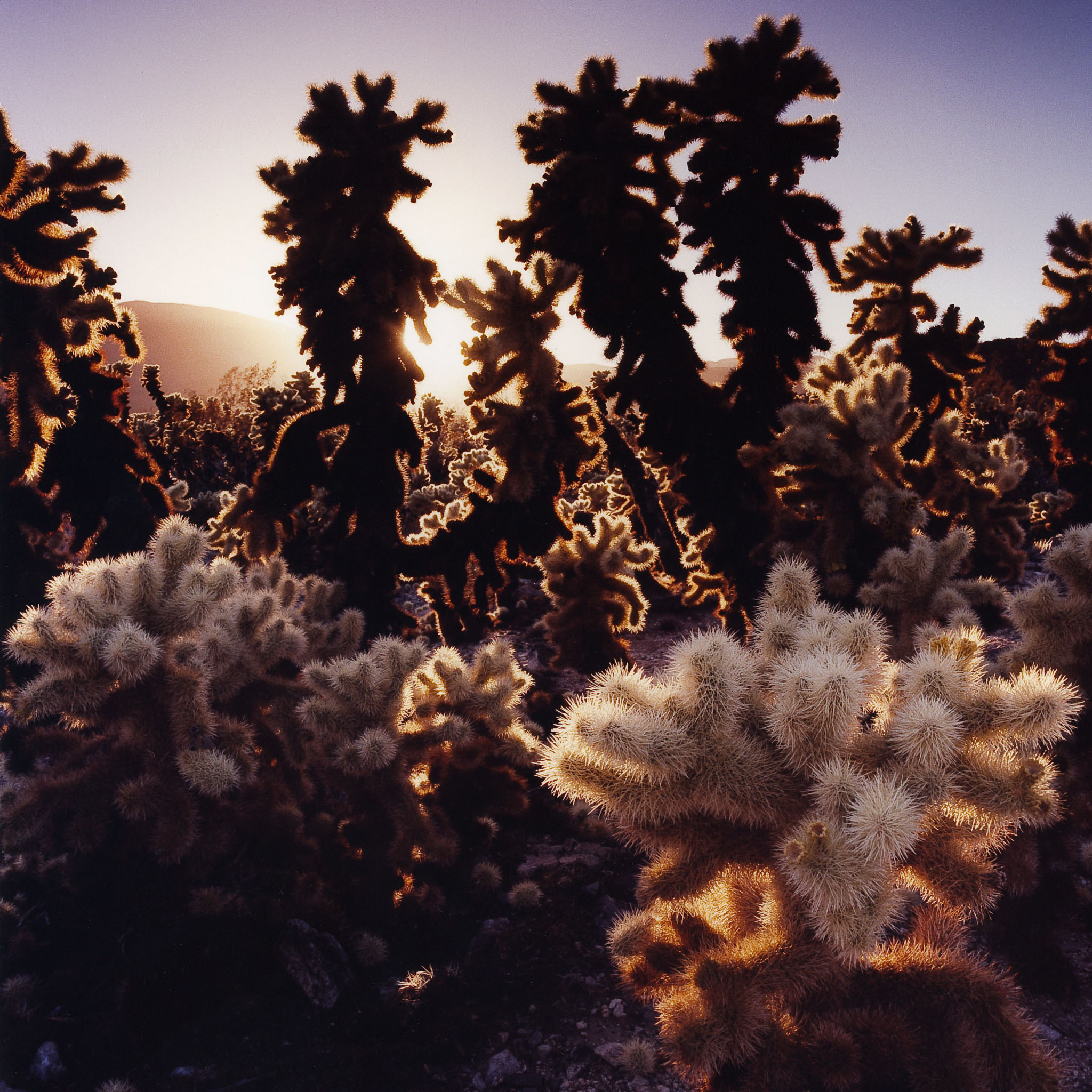jumping-cholla-cactus-sunset-joshua-tree-national-forest-ca-8x8.jpg
