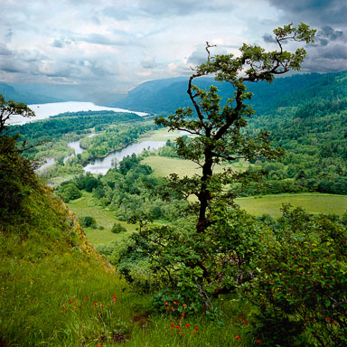 just-below-crown-point-columbia-river-gorge-or-8x8.jpg