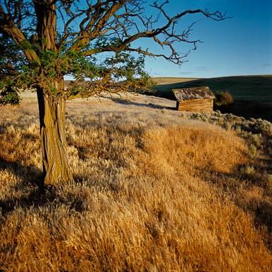 old-shack-and-tree-near-boyd-or-8x8.jpg