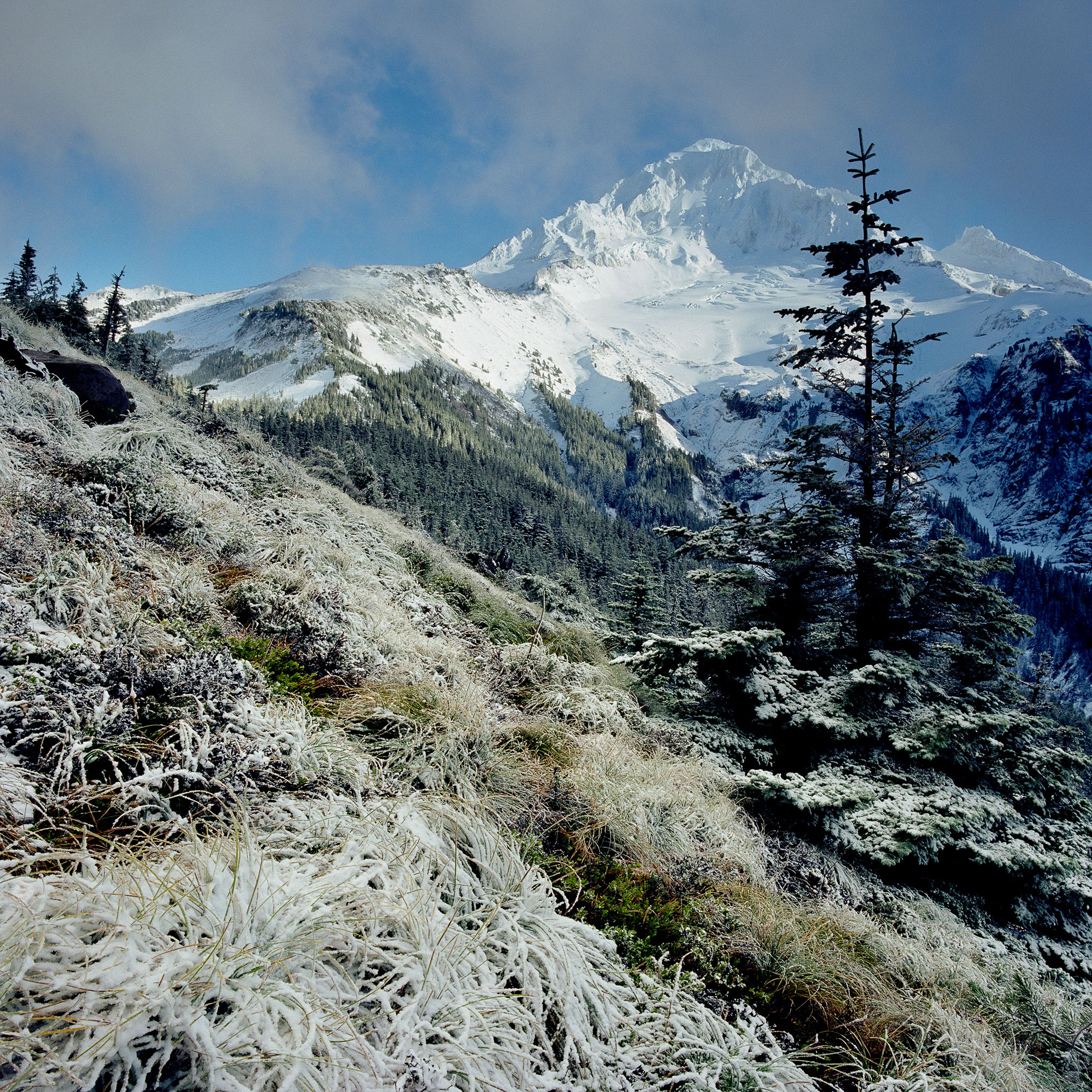 mcneil-point-frost-mt-hood-national-forest-or-8x8.jpg