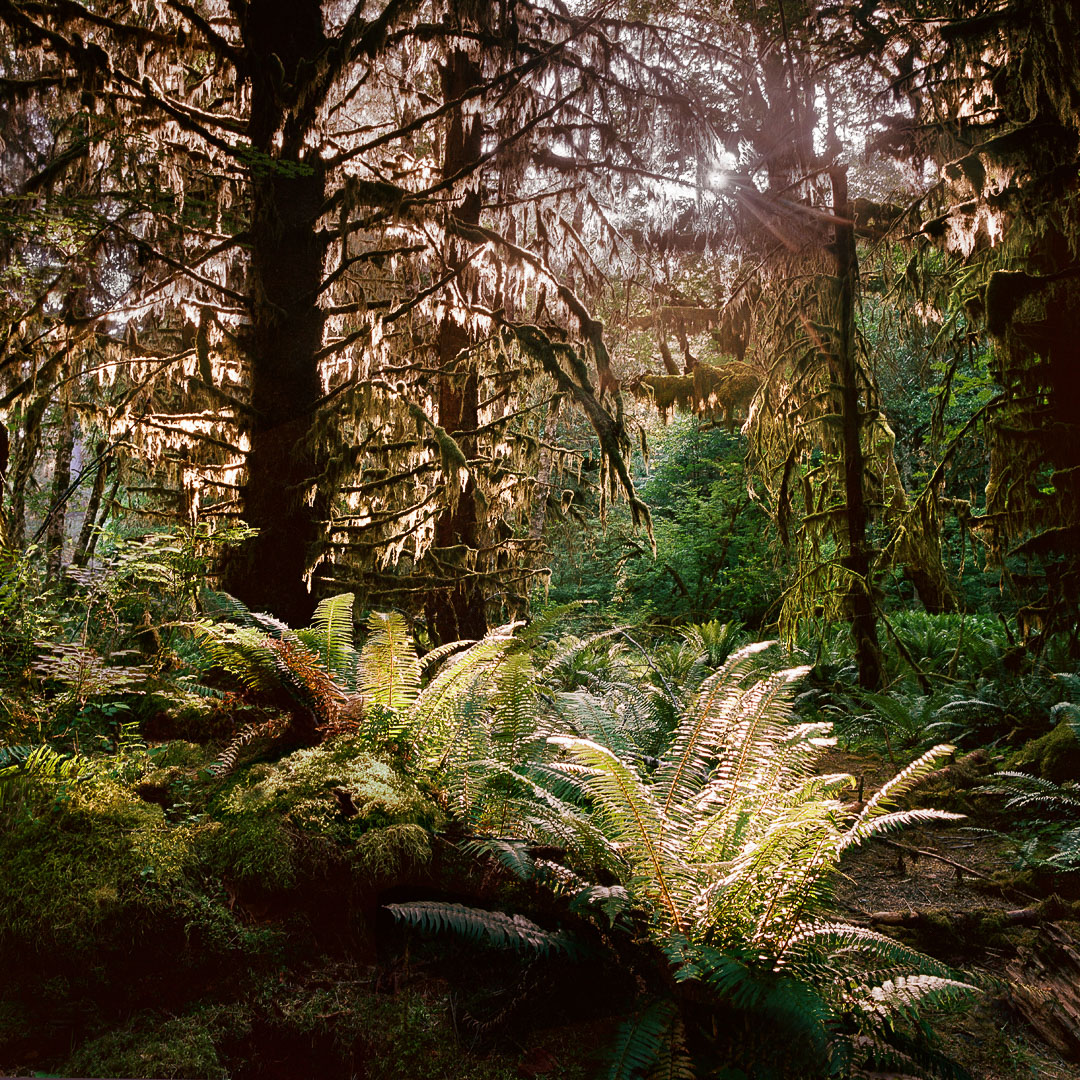 Hoh-Rain-Forest,-Ferns,-Olympic-National-Park,-WA-copy.jpg