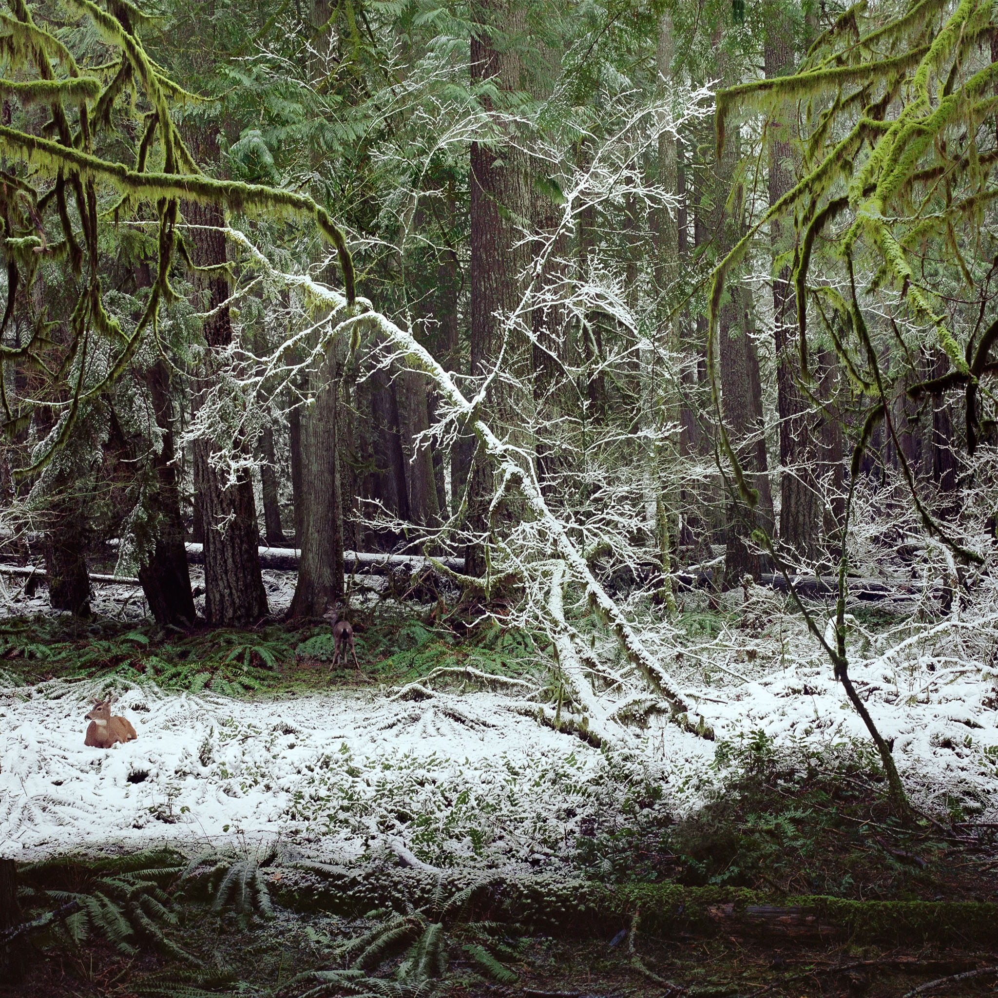 deer-in-snow-mt-rainier-national-park-wa-8x8.jpg