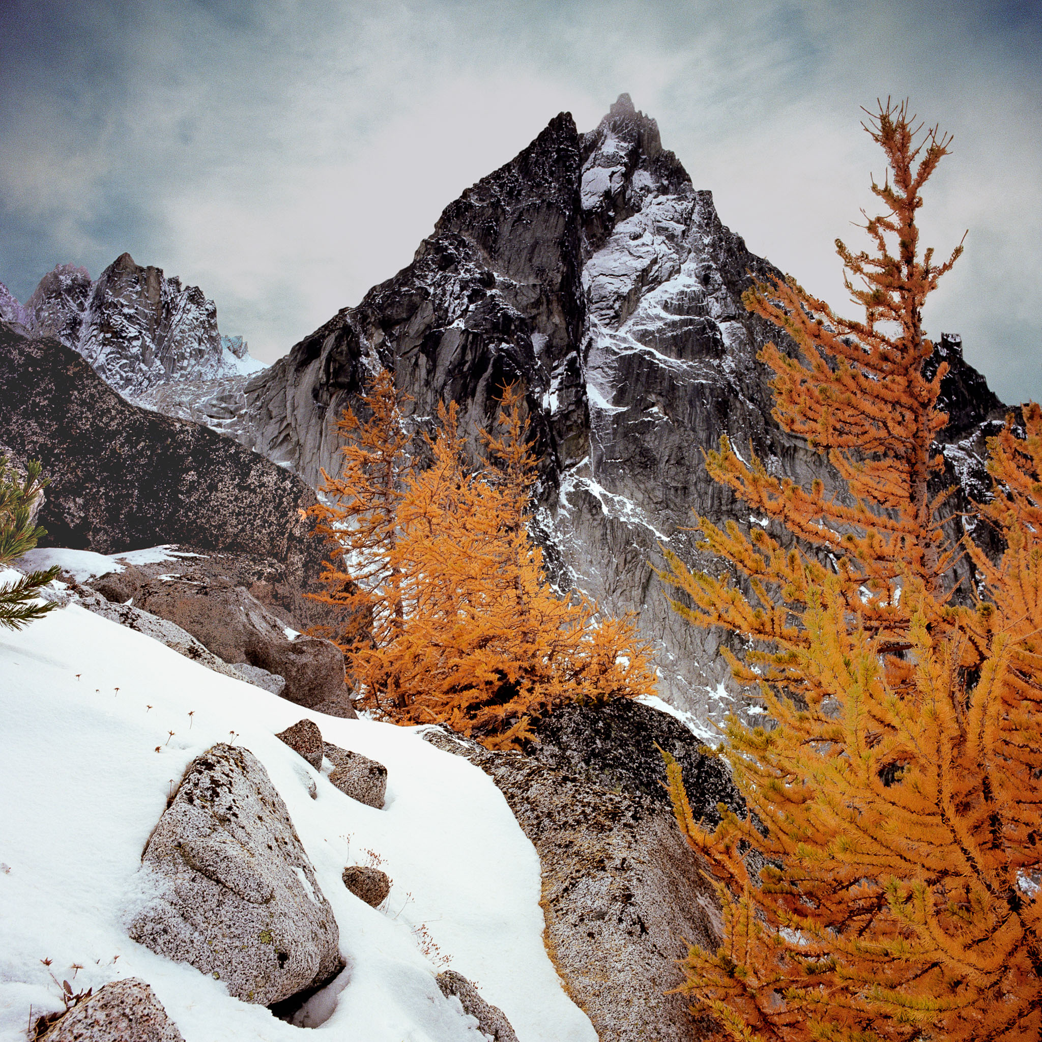 dragontail-peak-and-larch-tree-in-the-enchantments-near-levenworth-wa-8x8.jpg