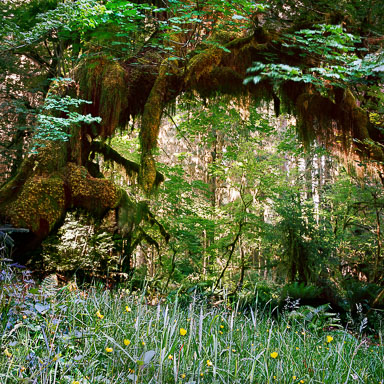 Hoh-Rain-Forest,-Tree-Arch,-Olympic-National-Park,-WA.jpg