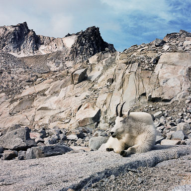 Mountain-Goat-in-the-Enchantments,-Near-Levenworth,-WA.jpg