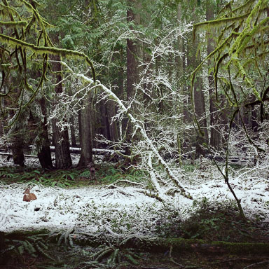 deer-in-snow-mt-rainier-national-park-wa-8x8.jpg