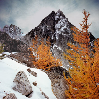 dragontail-peak-and-larch-tree-in-the-enchantments-near-levenworth-wa-8x8.jpg