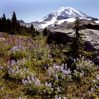 spray-park-mt-rainier-national-park-wa-8x8.jpg