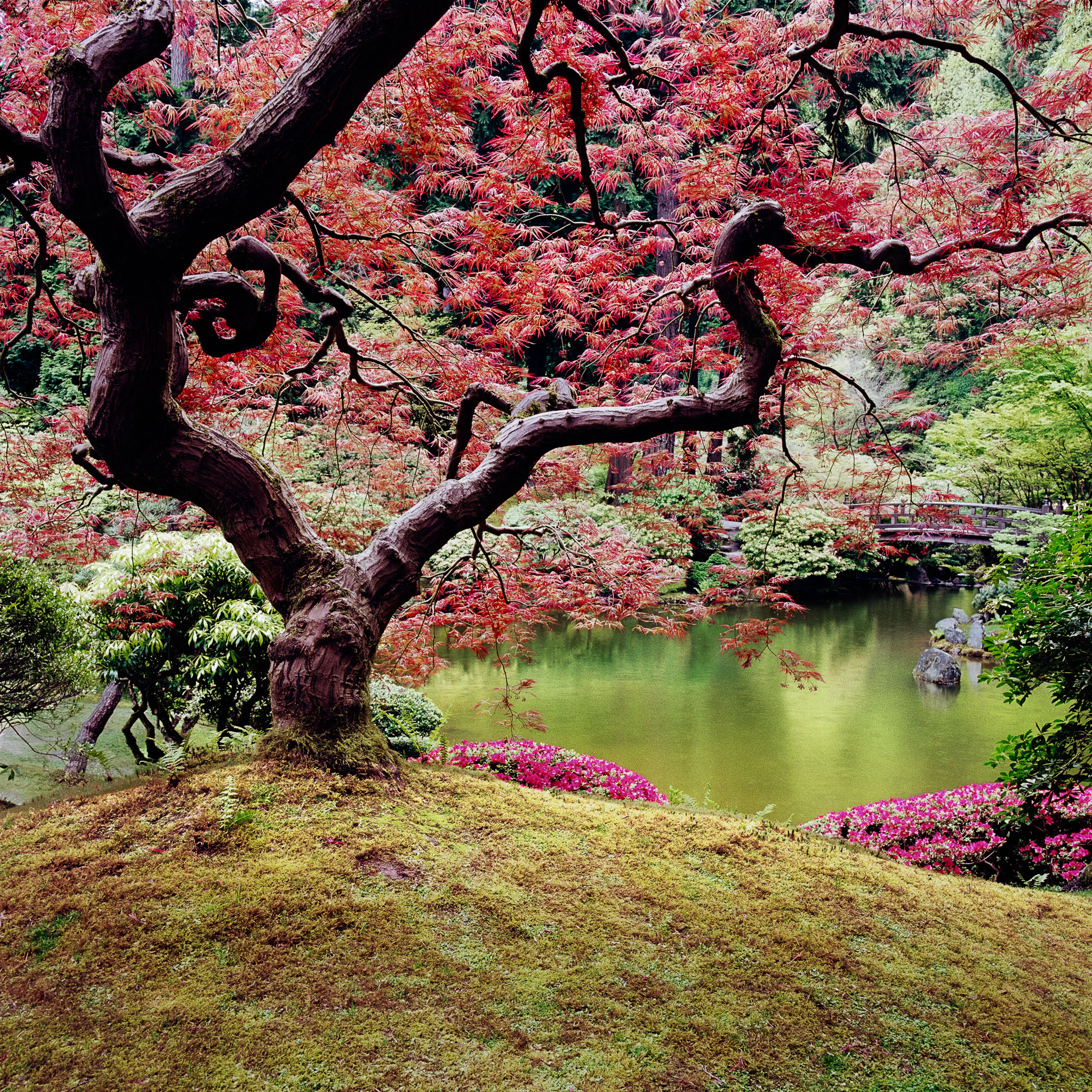 japanese-garden-maple-portland-or-8x8.jpg