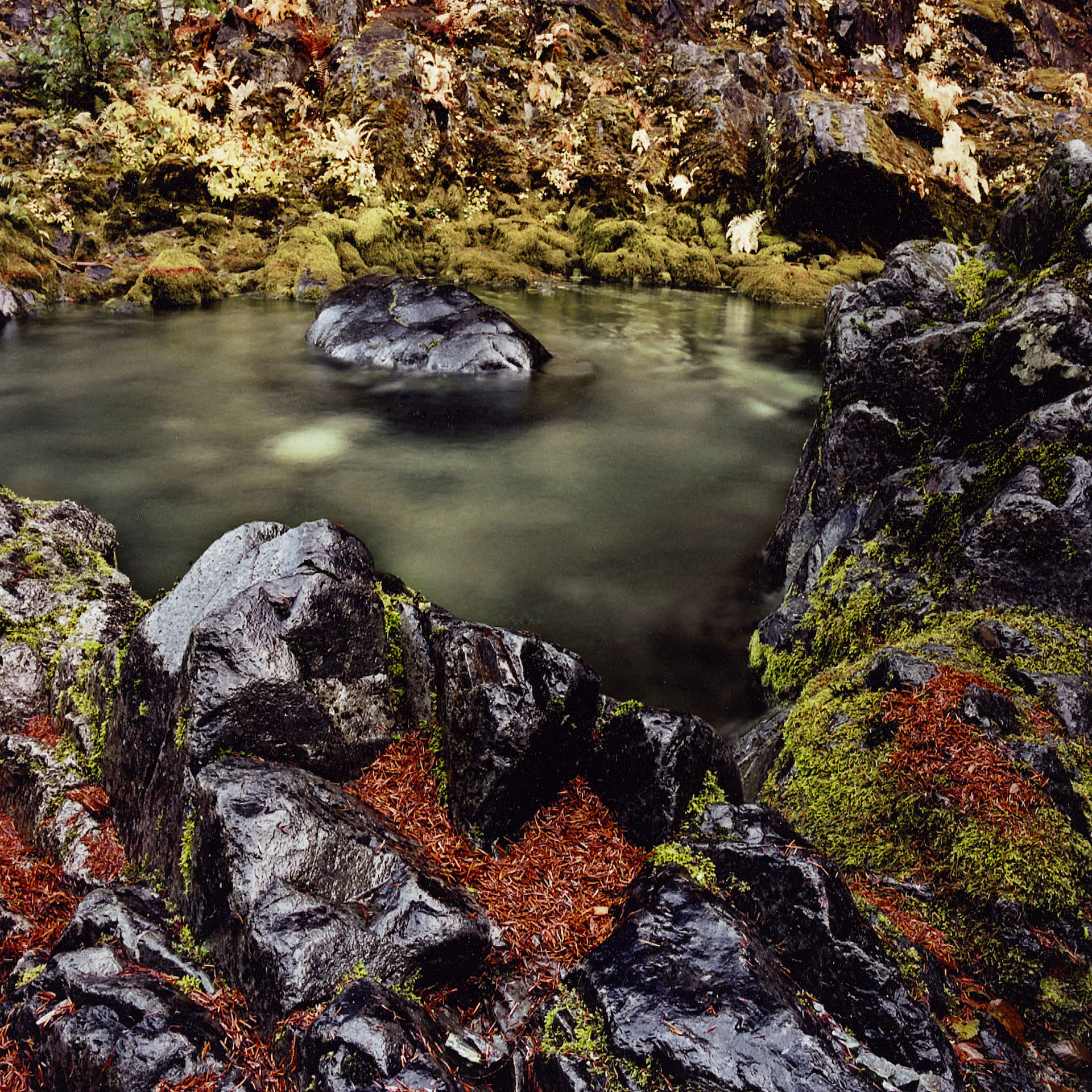 opal-creek-and-pine-needles-near-detroit-lake-or-8x8.jpg